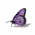 Butterfly icon, Cute Cartoon Funny Character with Colorful Wings, Flying Insect in White Background,Flat Design Royalty Free Stock Photo