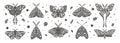 Butterfly icons with floral ornament. Vintage butterflies or moths Royalty Free Stock Photo