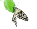 Butterfly (Idea leuconoe ).