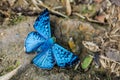 Butterfly at Iguazu Falls, Argentina