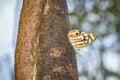 Butterfly at Iguazu Falls, Argentina