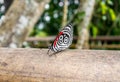 Butterfly at iguazu falls