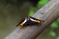 Butterfly, Iguazu National Park