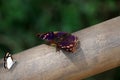 Butterfly, Iguazu National Park