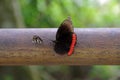 Butterfly, Iguazu National Park