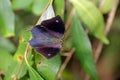 Butterfly, Iguazu National Park