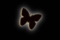 Butterfly illustration design on the black background