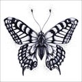 Butterfly illustration. Vector tattoo butterfly. Symbol of soul, immortality, rebirth and resurrection. Royalty Free Stock Photo