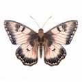 Dingy Skipper Butterfly Illustration In Pale Pink And Black