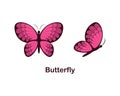 Butterfly. Butterfly image, top view and side view. Cute cartoon butterfly. Vector illustration isolated on a white Royalty Free Stock Photo