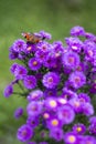 Butterfly Inachis io on purple flowers Royalty Free Stock Photo
