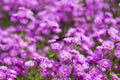 Butterfly Inachis io on purple flowers Royalty Free Stock Photo