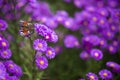 Butterfly Inachis io on purple flowers Royalty Free Stock Photo