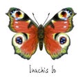 Butterfly Inachis Io. Watercolor imitation. Royalty Free Stock Photo