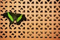 Butterfly incept wooden wall background