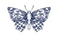 Butterfly, ink drawing in old vintage retro style. Marbled skipper, outlined detailed hand-drawn insect, etched engraved