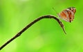 Butterfly,insect,Animals,Macro.