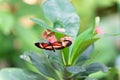 butterfly insect closeup. flying butterfly macro photography. photo of butterfly with wings