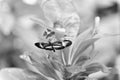 butterfly insect closeup. flying butterfly macro photography. photo of butterfly with wings