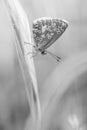 Butterfly insect common azure in summer close-up in a meadow on a blade of grass in broad daylight