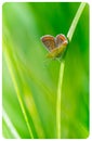 Butterfly insect common azure in summer closeup in a meadow on a blade of grass in full sun