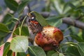 The butterfly insect feeds on the pear fruit Royalty Free Stock Photo