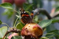 The butterfly insect feeds on the pear fruit Royalty Free Stock Photo