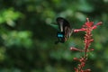 Butterfly, insect, flower & plants, wild life in Hong Kong