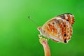 Butterfly,insect nature,natural, Royalty Free Stock Photo