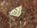 Green butterfly wallpaper Royalty Free Stock Photo