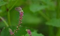 Butterfly, insects, nature