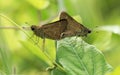 Butterfly insects are mating on leaf