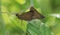 Butterfly insects are mating on leaf