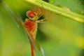 Butterfly insects, natural, nature, macro photographs