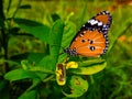 Butterfly Insects Nature Ecologic Beautiful colours