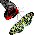 Butterfly insects Royalty Free Stock Photo