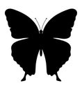 butterfly insects wildlife animals vector illustration