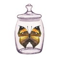 Butterfly inside transparent glass jar. Hand-drawn watercolor illustration isolated on white background. For postcards Royalty Free Stock Photo