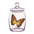 Butterfly inside transparent glass jar. Hand-drawn watercolor illustration isolated on white background. For postcards Royalty Free Stock Photo