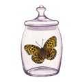 Butterfly inside transparent glass jar. Hand-drawn watercolor illustration isolated on white background. For postcards Royalty Free Stock Photo