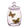 Butterfly inside transparent glass jar. Hand-drawn watercolor illustration isolated on white background. For postcards Royalty Free Stock Photo