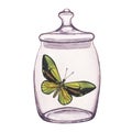 Butterfly inside transparent glass jar. Hand-drawn watercolor illustration isolated on white background. For postcards Royalty Free Stock Photo