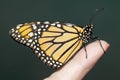 Butterfly interaction. Royalty Free Stock Photo