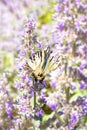Butterfly Iphiclides podalirius with wings with a pattern on a lilac flower of an ornamental garden plant. Summer beautiful flying Royalty Free Stock Photo