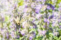Butterfly Iphiclides podalirius with wings with a pattern, on a lilac flower of an ornamental garden plant. Summer beautiful Royalty Free Stock Photo