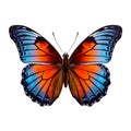 Butterfly isolated on transparent white background, beautiful blue and orange colored butterfly flying over white background, top Royalty Free Stock Photo