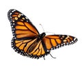 Butterfly isolated on transparent white background, beautiful monarch butterfly standing on white background, top view, view from