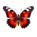 Butterfly isolated on transparent white background, beautiful red butterfly flying over white background, top view, flat lay, view Royalty Free Stock Photo