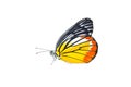 Butterfly isolated on white background Royalty Free Stock Photo