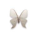Butterfly isolated on white background, Actais artemis male isolated on white background Royalty Free Stock Photo